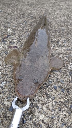 マゴチの釣果