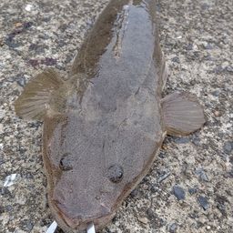 マゴチ