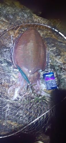モンゴウイカの釣果