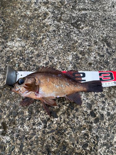 アカメバルの釣果
