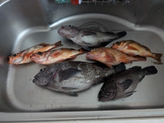 マゾイの釣果
