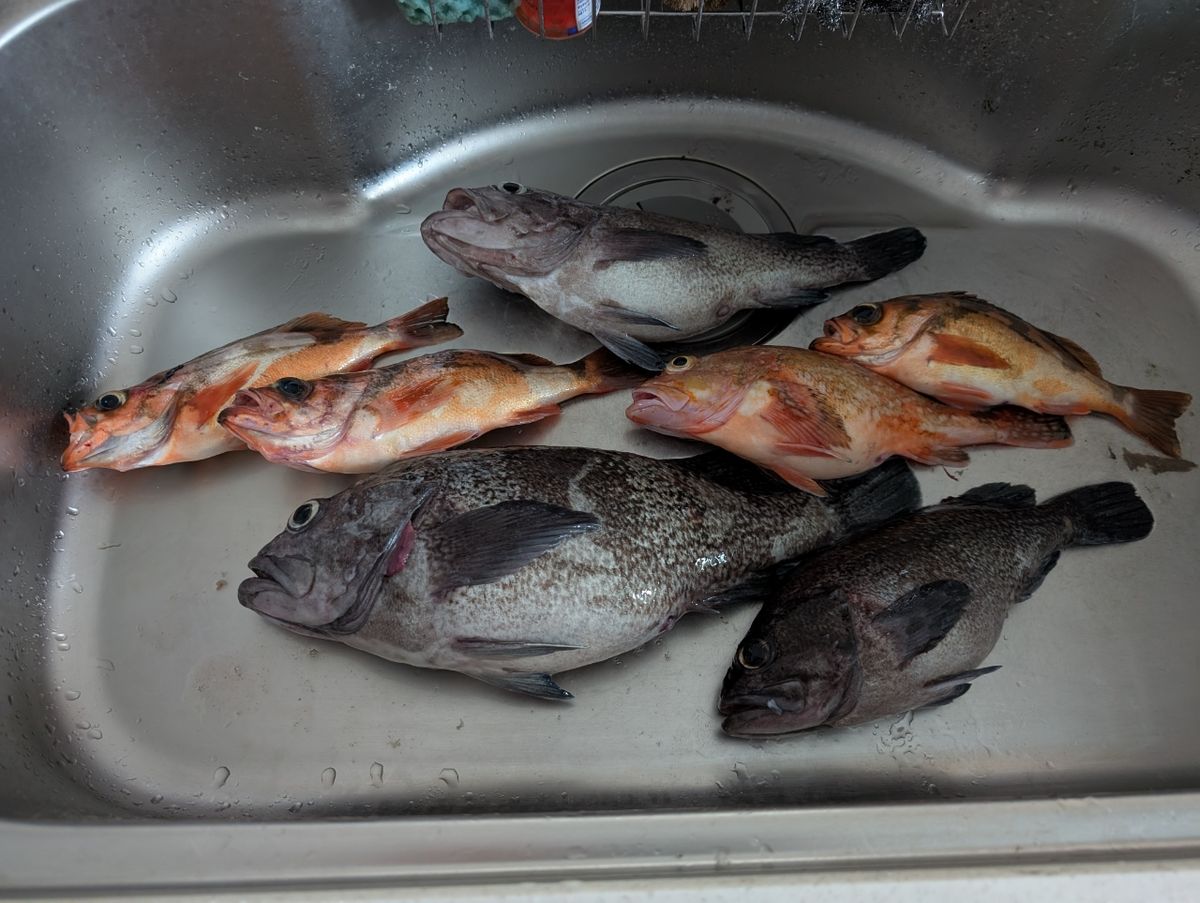 2021に釣りスタートさんの釣果 1枚目の画像