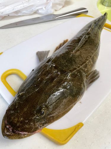 マゴチの釣果