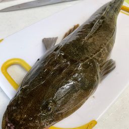 マゴチ