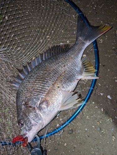 キビレの釣果