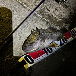 カサゴ