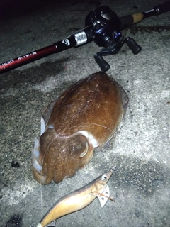 コウイカの釣果