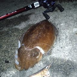 コウイカ