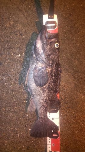 クロソイの釣果