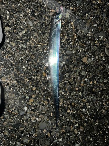 タチウオの釣果