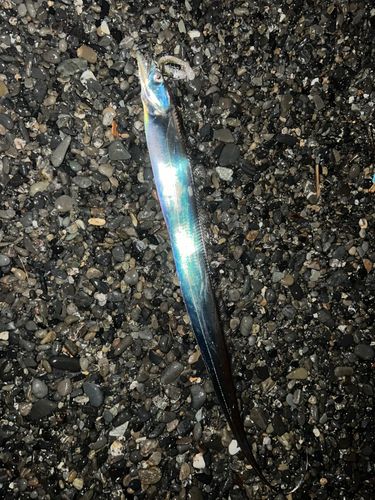 タチウオの釣果