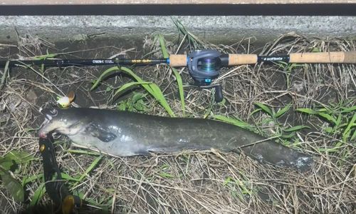 ナマズの釣果