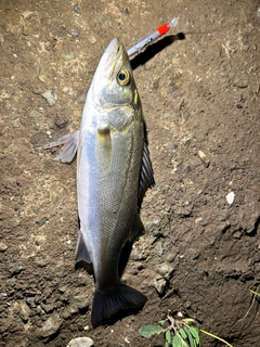 フッコ（マルスズキ）の釣果