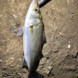 フッコ（マルスズキ）