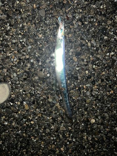 タチウオの釣果