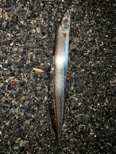 タチウオの釣果