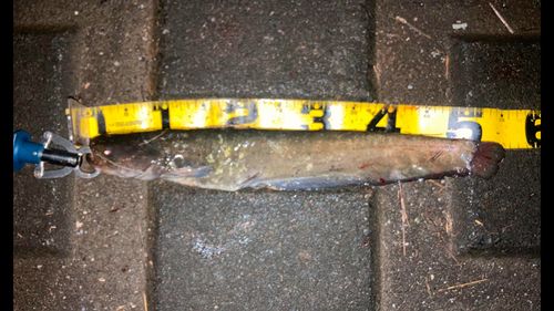 ニホンナマズの釣果