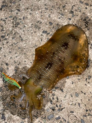 アオリイカの釣果