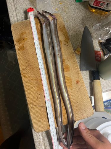 ハモの釣果