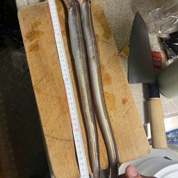 ハモ