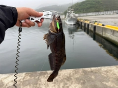 アイナメの釣果