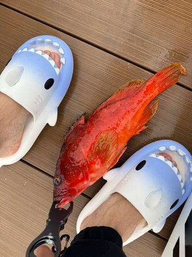 アカハタの釣果