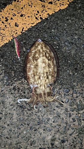 モンゴウイカの釣果