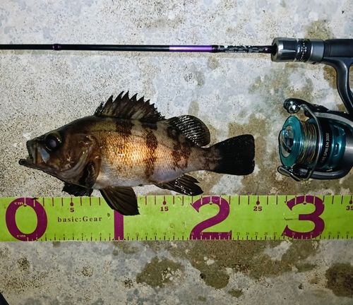 メバルの釣果