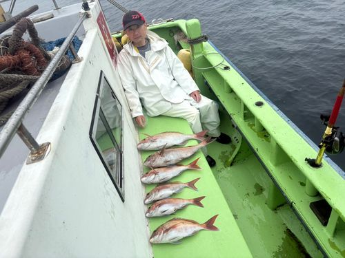 マダイの釣果