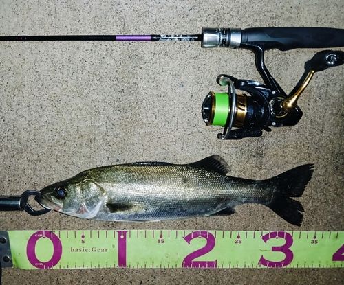 フッコ（マルスズキ）の釣果