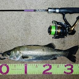 フッコ（マルスズキ）