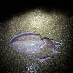 モンゴウイカ