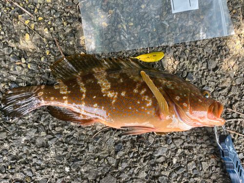 キジハタの釣果