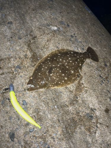 ヒラメの釣果