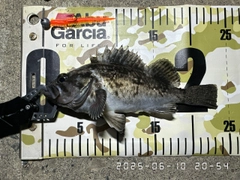 クロソイの釣果