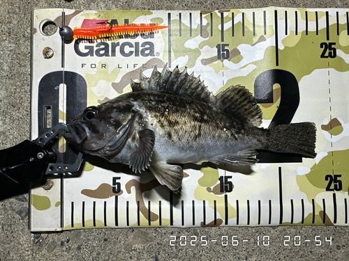 クロソイの釣果