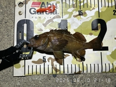 エゾメバルの釣果