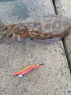 モンゴウイカの釣果