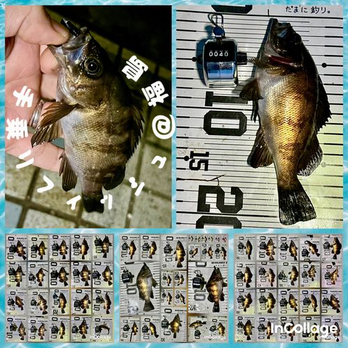メバルの釣果