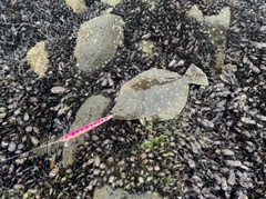 ソゲの釣果