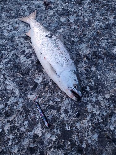 サクラマスの釣果