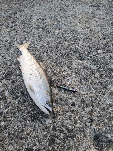 サクラマスの釣果
