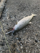 サクラマスの釣果