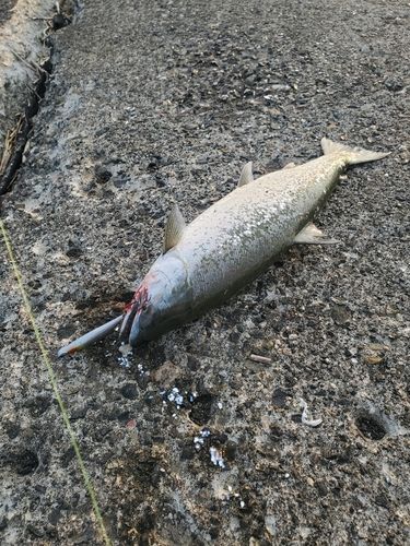 サクラマスの釣果