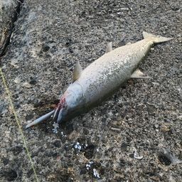 サクラマス