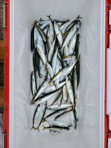 サバの釣果