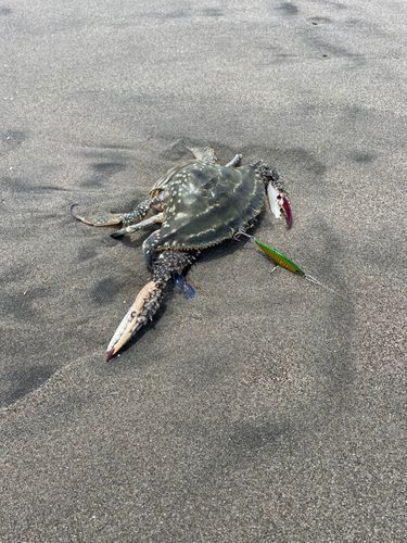 カニの釣果