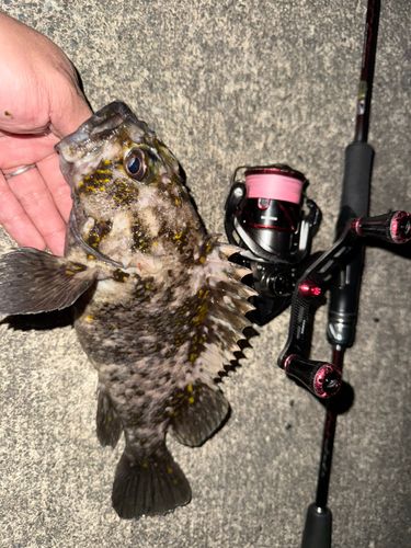 クロソイの釣果