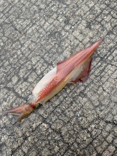 ヤリイカの釣果