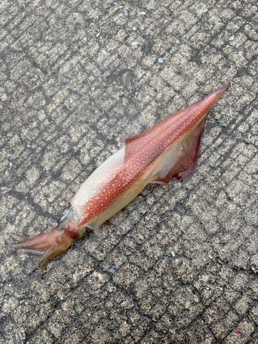 ヤリイカの釣果